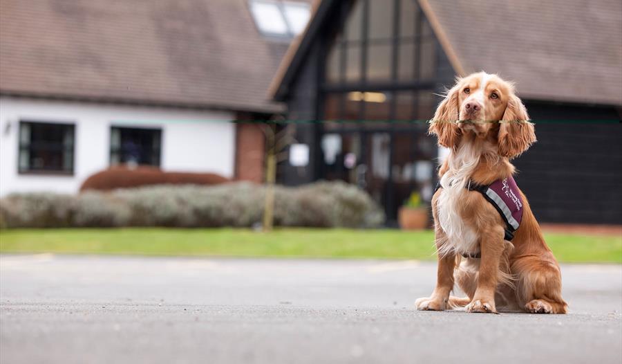 Hearing Dogs for Deaf People Tour