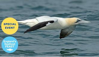 Seabirds and Seafood, Berry Head, part of England's Seafood FEAST