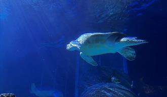 Turtle at Sealife Manchester