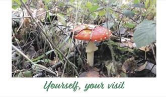 Woodland walk, photo of a toadstall