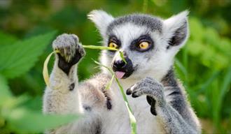 A lemur eating a blade of grass