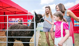 Stroking an alpaca at Kent County Show 2022