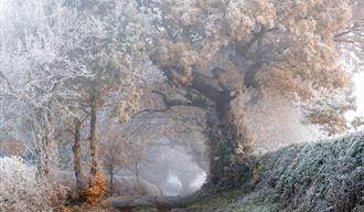 A frosty woodland scene