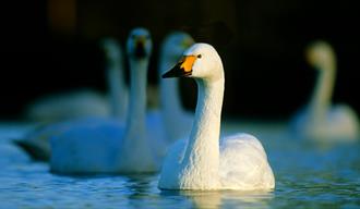 Evening with the Swans at Slimbridge Wetland Centre