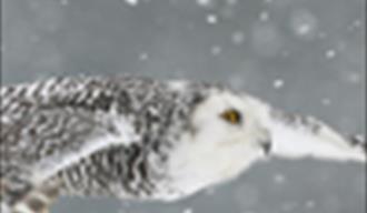 Christmas Carols and Owls