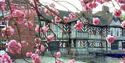Plant Hunters Fair at Adlington Hall