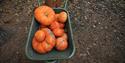 Orange Pumpkins on Green Wheelbarrow
