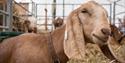 Close up of a mousy brown goat