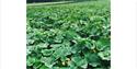 Field of pumpkin plants