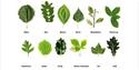 Identifying trees