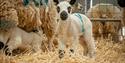 Lambs at Cotswold Farm Park