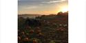 Sunrise at the pumpkin field