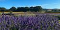 Lavender Fields