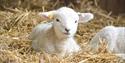 Lambs at Cotswold Farm Park