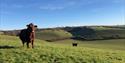 Brown cows in a field looking towards the camera
