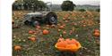 Pumpkin field and tractor