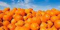 Pile of pumpkins