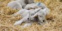 Lambs at Cotswold Farm Park