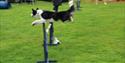 Dog agility course at Ashover Show