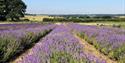 Lavender Fields