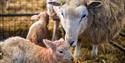 Lambs at Cotswold Farm Park