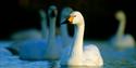 Evening with the Swans at Slimbridge Wetland Centre