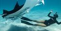 Diver and shark in the ocean