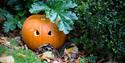 Pumpkin in Renishaw Hall Gardens