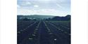 Newly planted pumpkin plants