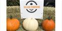 Village pumpkins