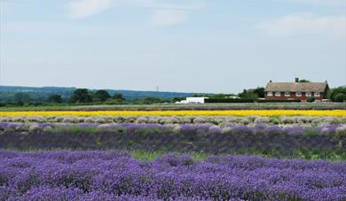 Lavender Fields