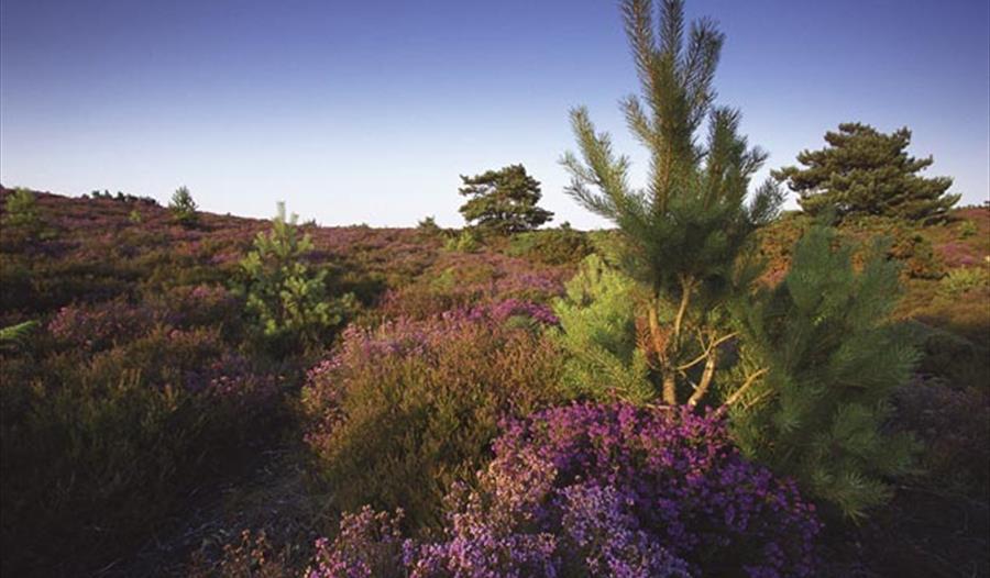 Go Wild at Easter: Wild in the Woods at RSPB Arne