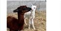 Mother and baby Alpacas