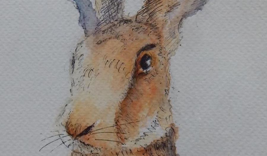 Drawing of a Hare by Madeleine Devenay