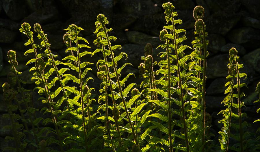 An Introduction to Ferns - at Quarry Bank