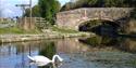 Swan at Wheeldon Mill on the Chesterfield Canal