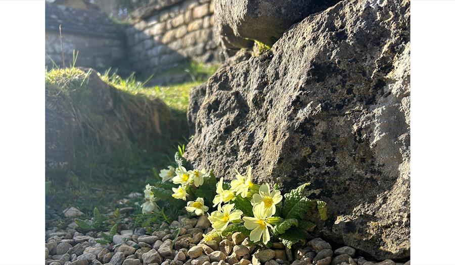 Image of primrose growing by the ancient wall at Chedworth