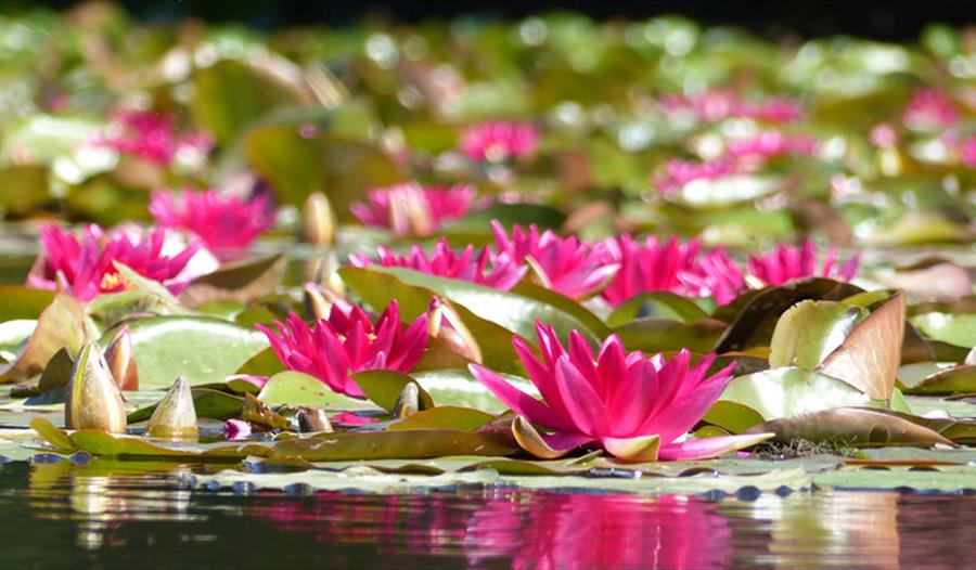 Waterlily Festival at Sheffield Park and Garden