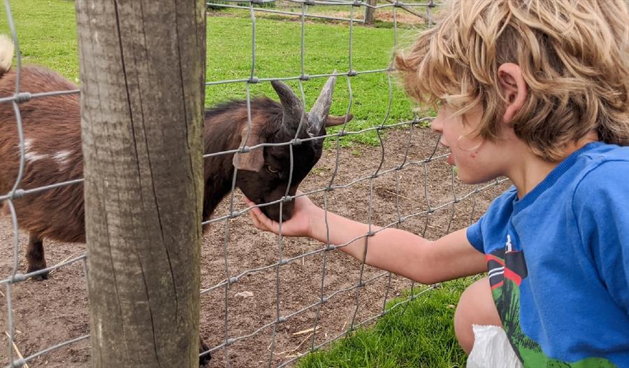 Young boy feeding a goat