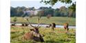 Walk, cycle or run in 1,000 acres of sweeping Parkland, where ancient deer herds freely wander.