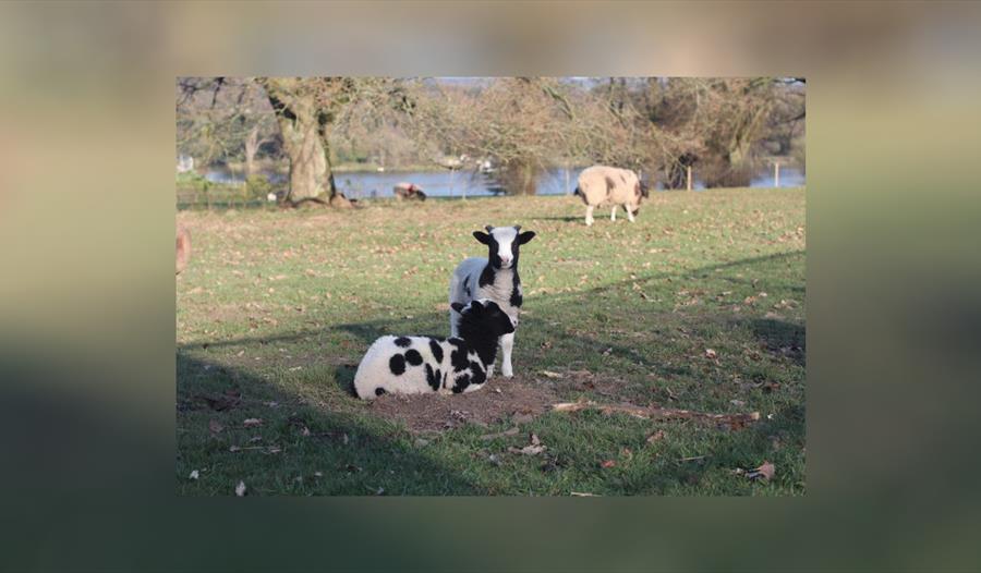 Lambing Live at Trentham Estate