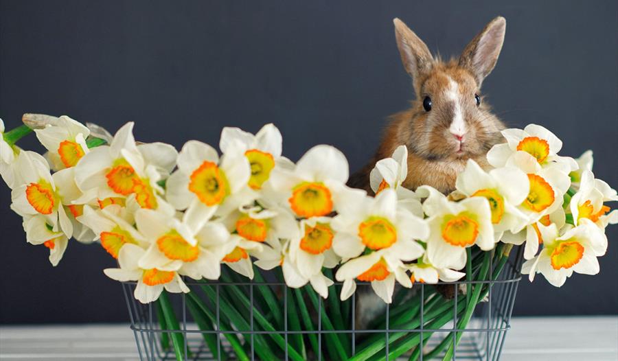 Rabbit and Flowers in Metal Basket
