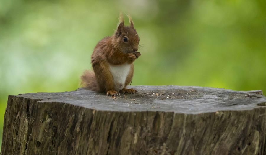 Family red squirrel walks on Brownsea Island