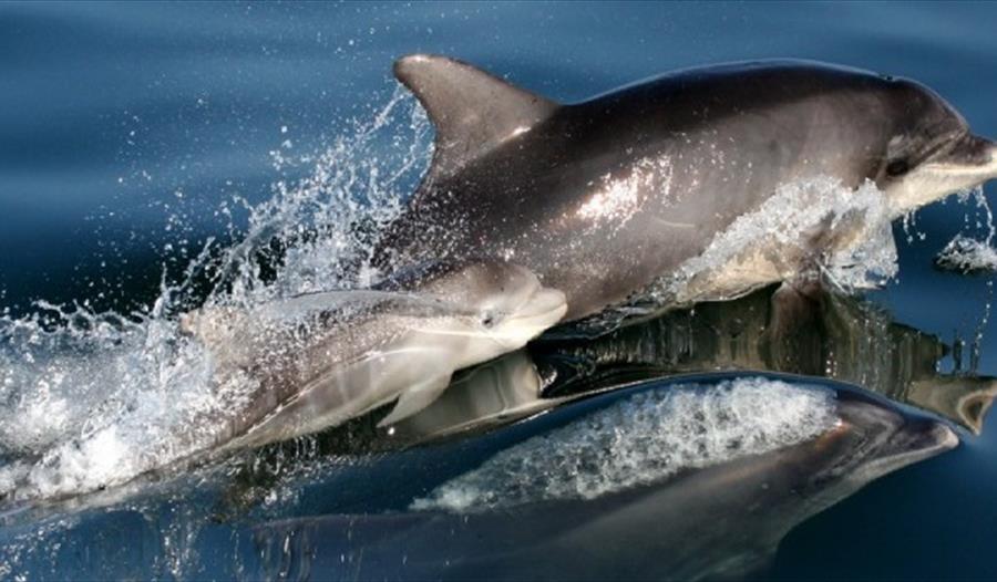 Torbay Coast and Countryside Trust - National Whale and Dolphin Watch, Berry Head, Brixham, Devon