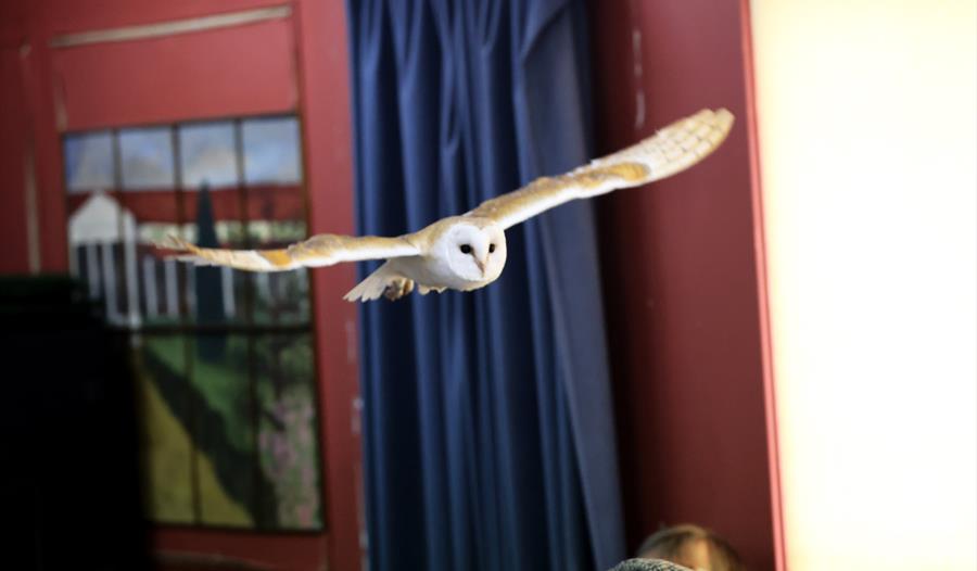 Easter Fun: Hawking About Birds of Prey at Fishbourne Roman Palace
