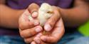 Baby chick in a child's hands