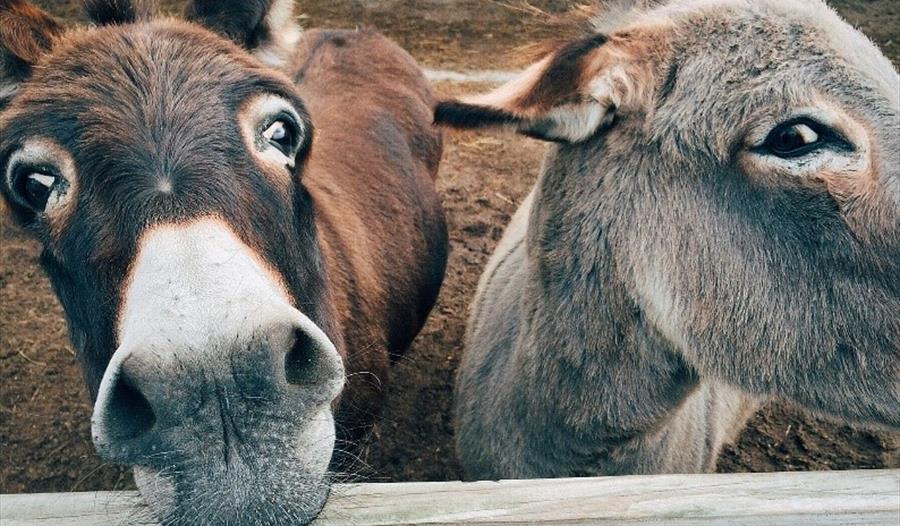 Donkey Day at Somerset Rural Life Museum