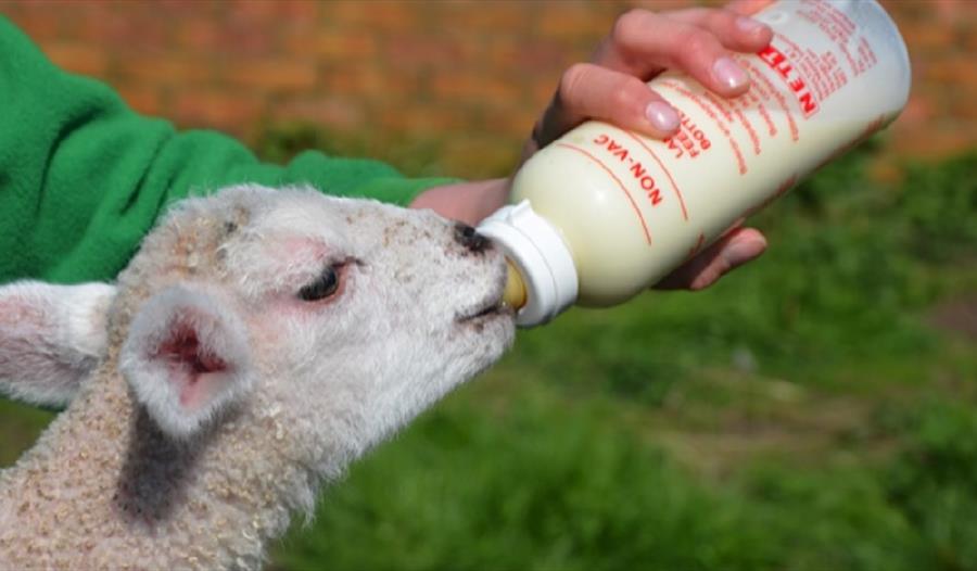 Person feeding a lamb with a baby bottle