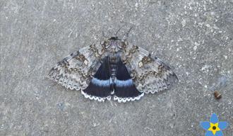 Events at Durlston Country Park: Meet a Moth
