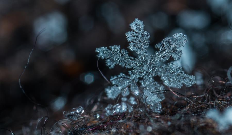 Macro Photography of Snowflake